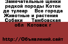 Замечательные щенки редкой породы Котон де тулеар  - Все города Животные и растения » Собаки   . Тамбовская обл.,Котовск г.